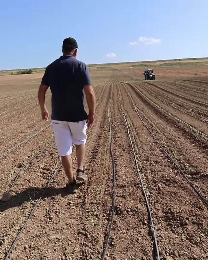 Plantación de espárrago durante la campaña, con sistema de riego por goteo recién instalado · Sesma, Navarra