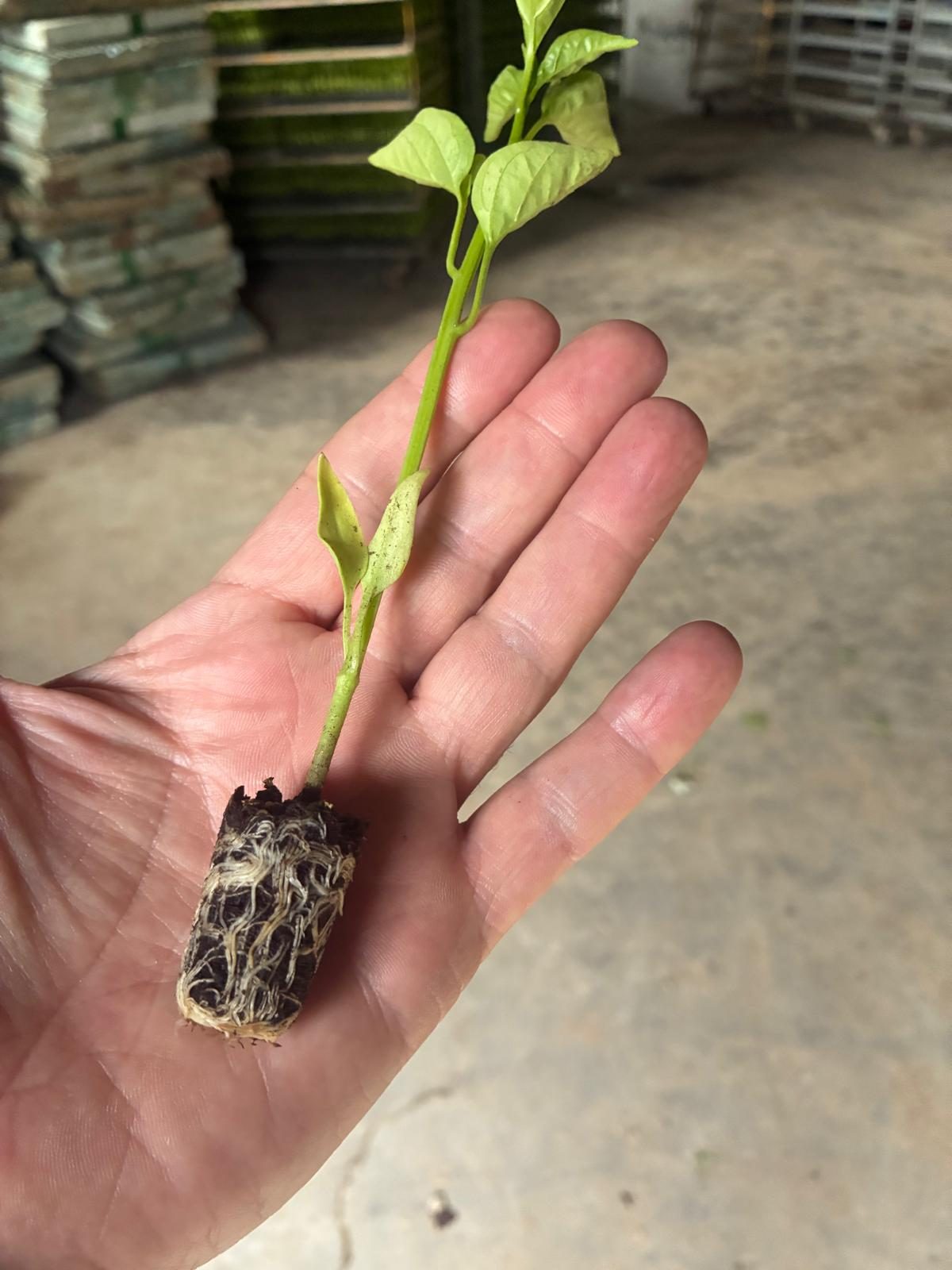 Mano sosteniendo un plantín de piquillo con sus raíces visibles — Conservas Osés, mayo 2026