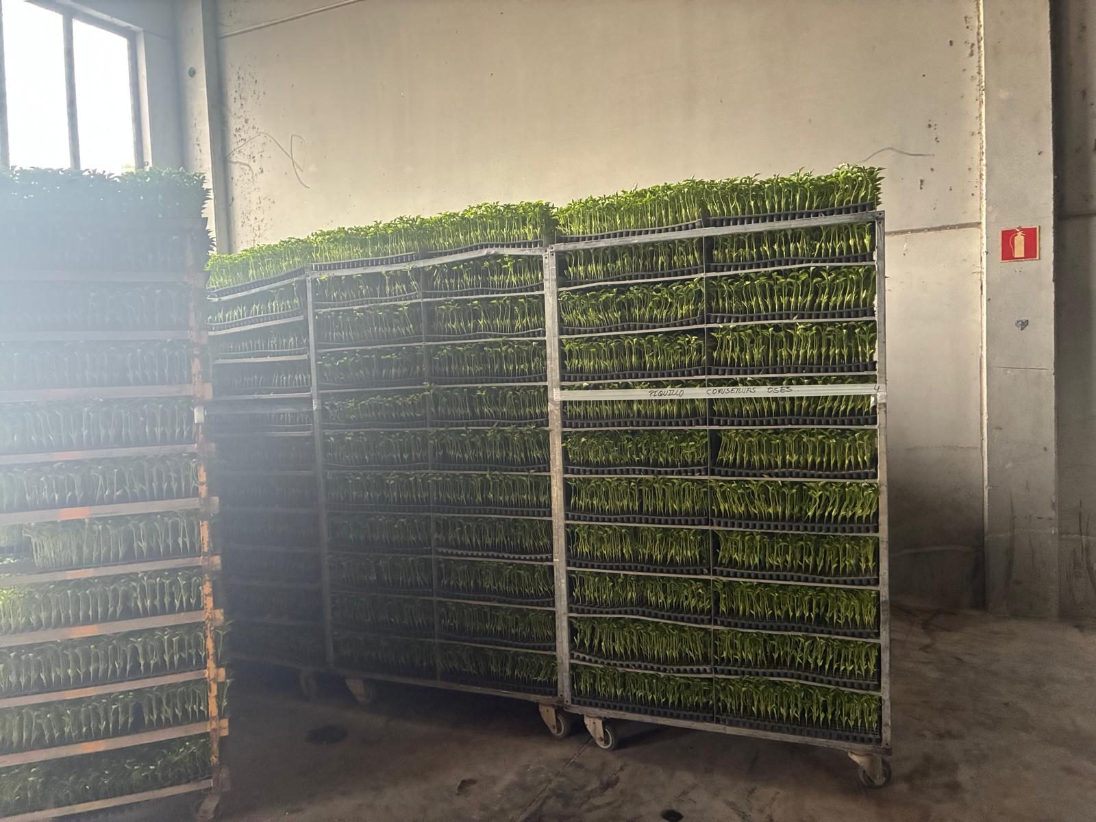 Carros de plantines de piquillo en la nave de Conservas Osés, mayo 2026