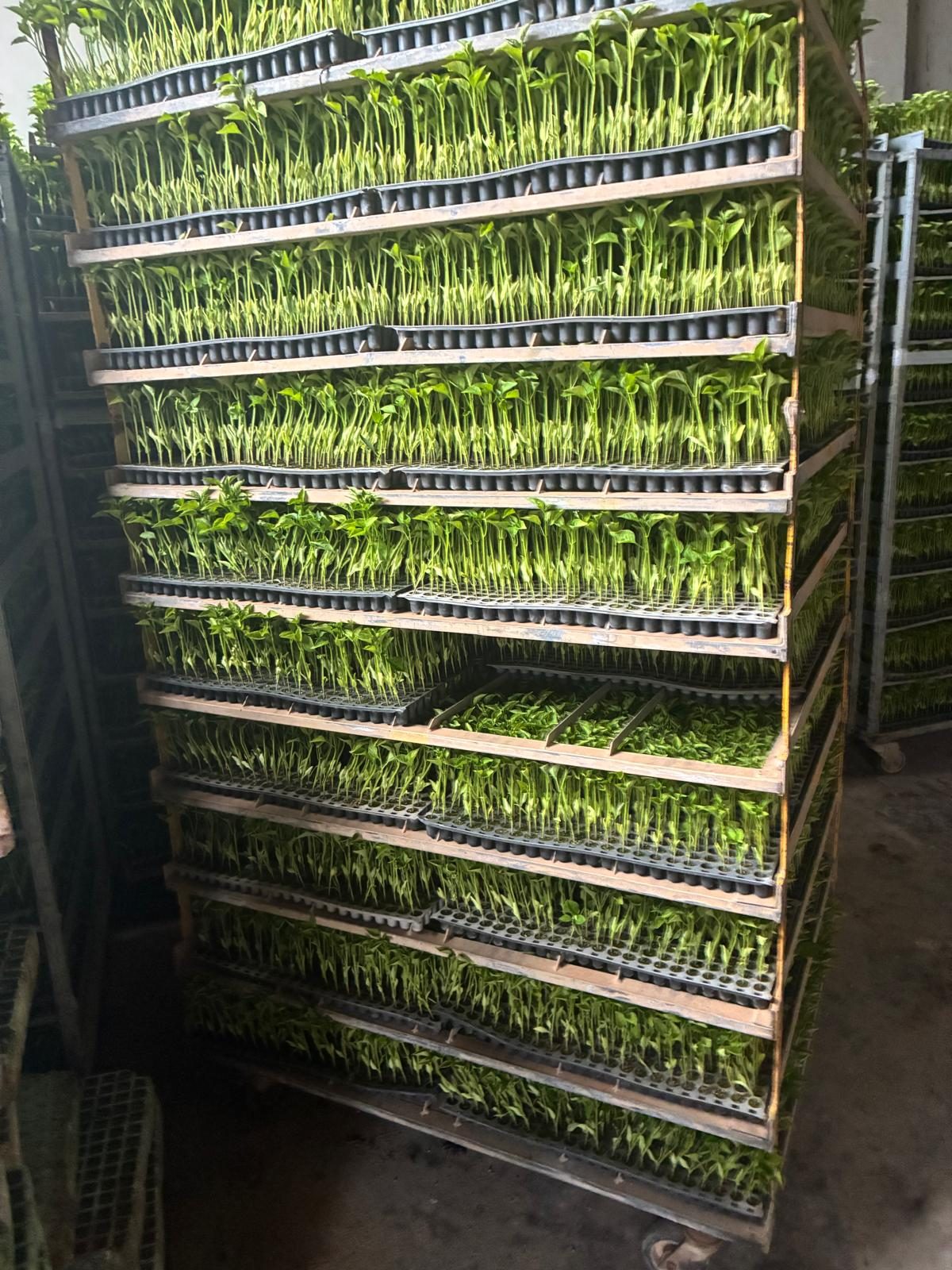Bandejas de plantines apiladas verticalmente