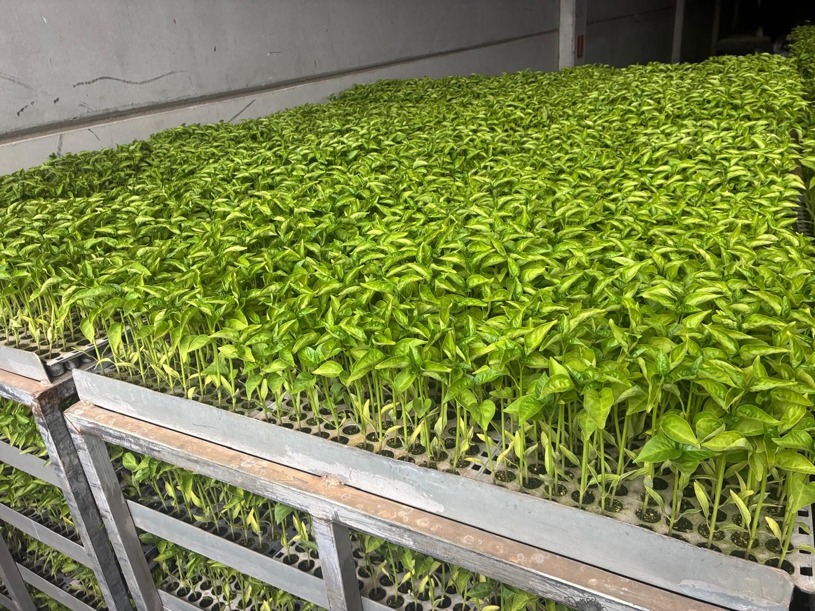 Bandeja de plantines de piquillo en carro metálico de la nave Osés