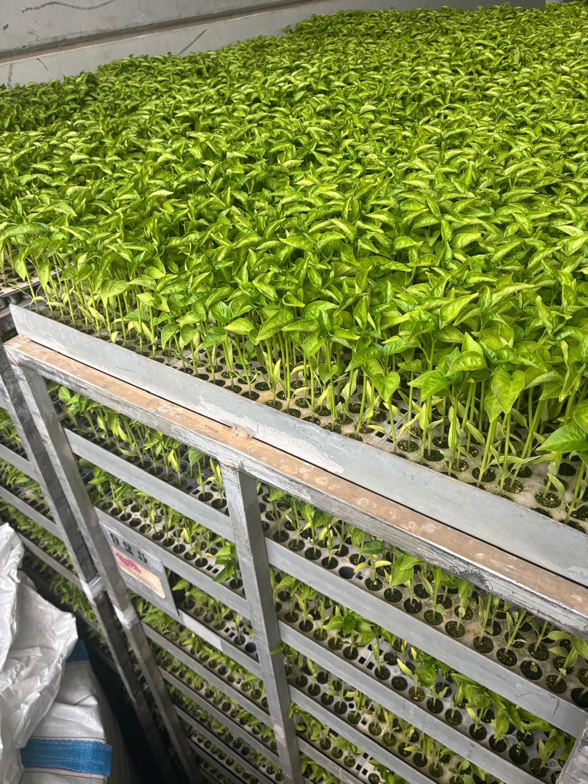 Vista cenital de una bandeja repleta de plantines de piquillo