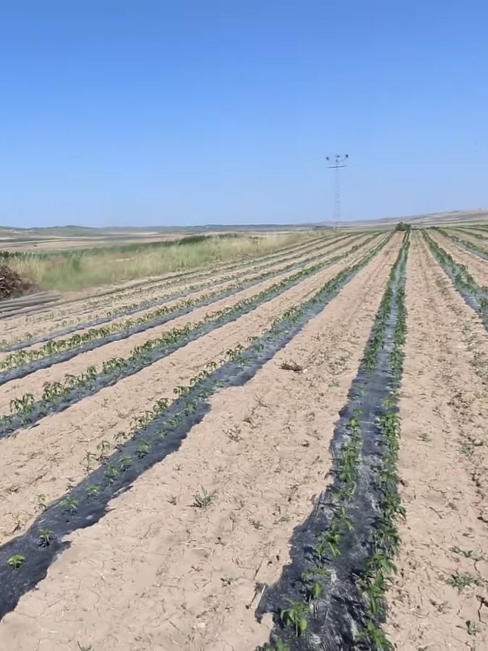 Campo de pimiento del piquillo con mulch plástico durante la temporada de plantación · Lodosa, Navarra