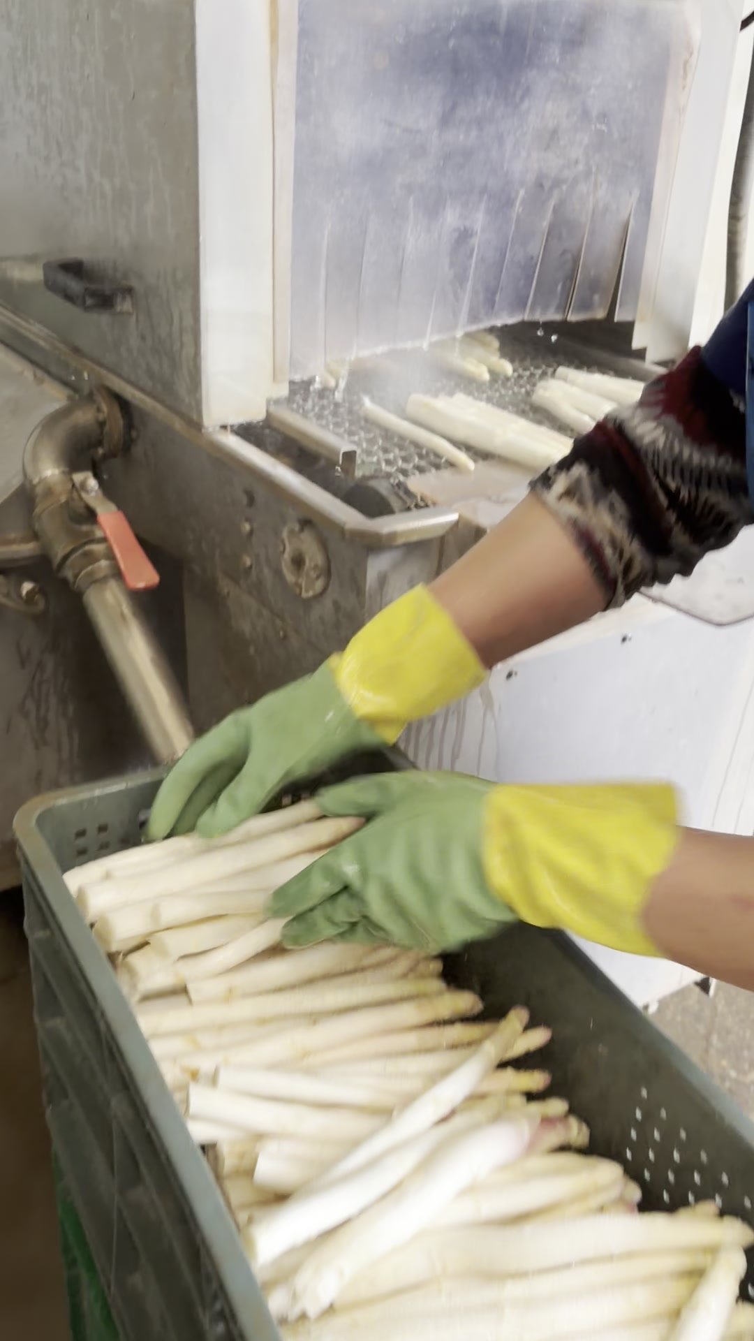 Manos con guantes colocando espárragos pelados en cesta, máquina peladora al fondo