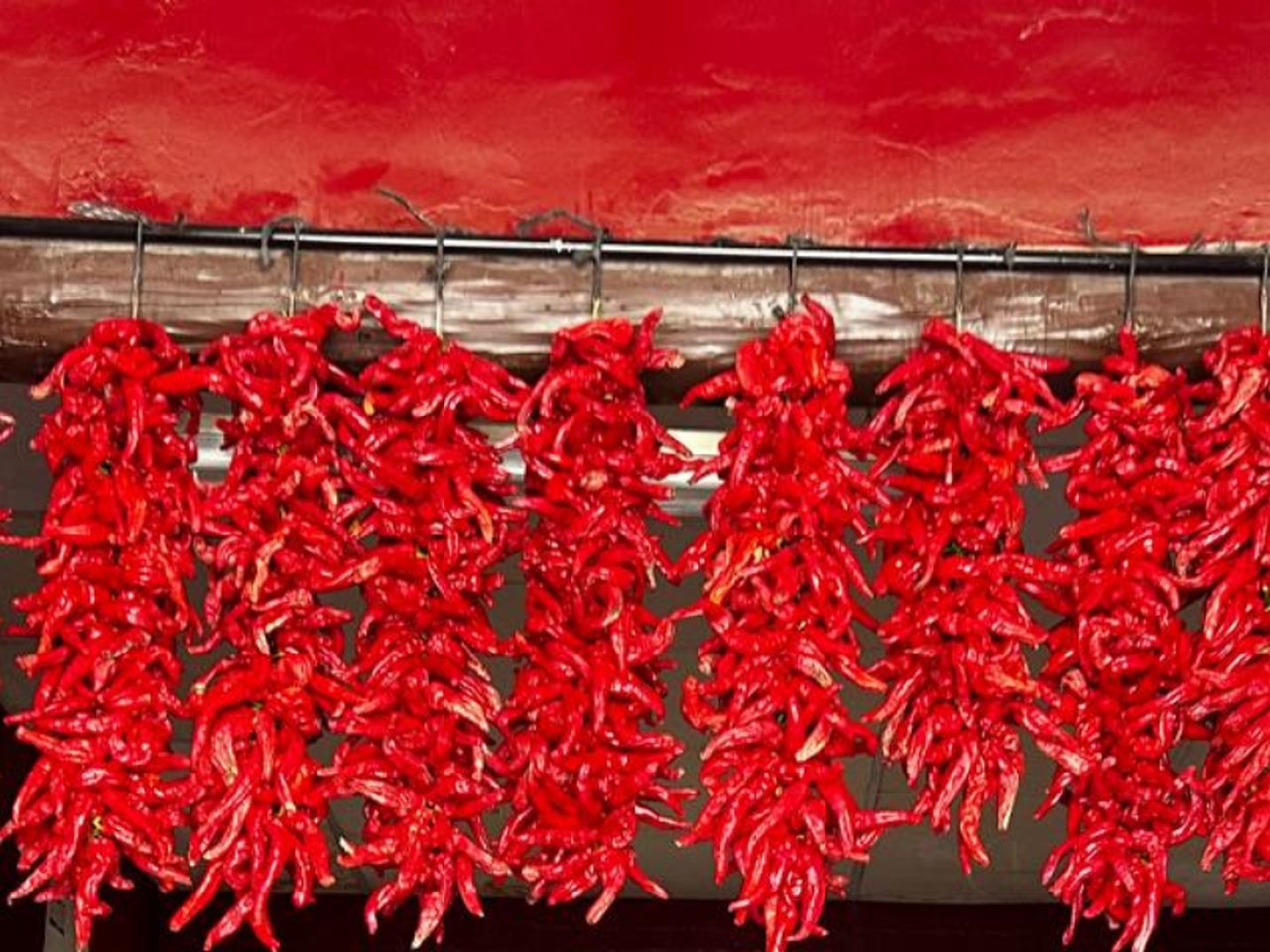 Ristras de piquillo recién colgadas en la cuelga inicial · Lodosa, Navarra