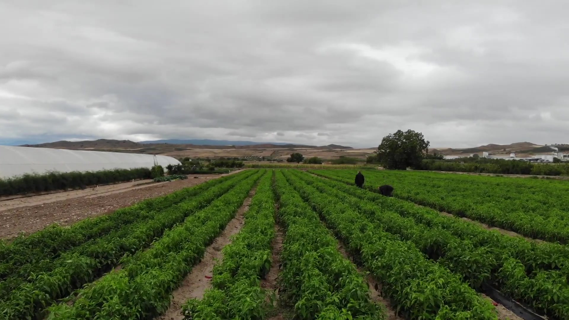 Campo de piquillos de Lodosa en filas, agricultor recolectando al fondo