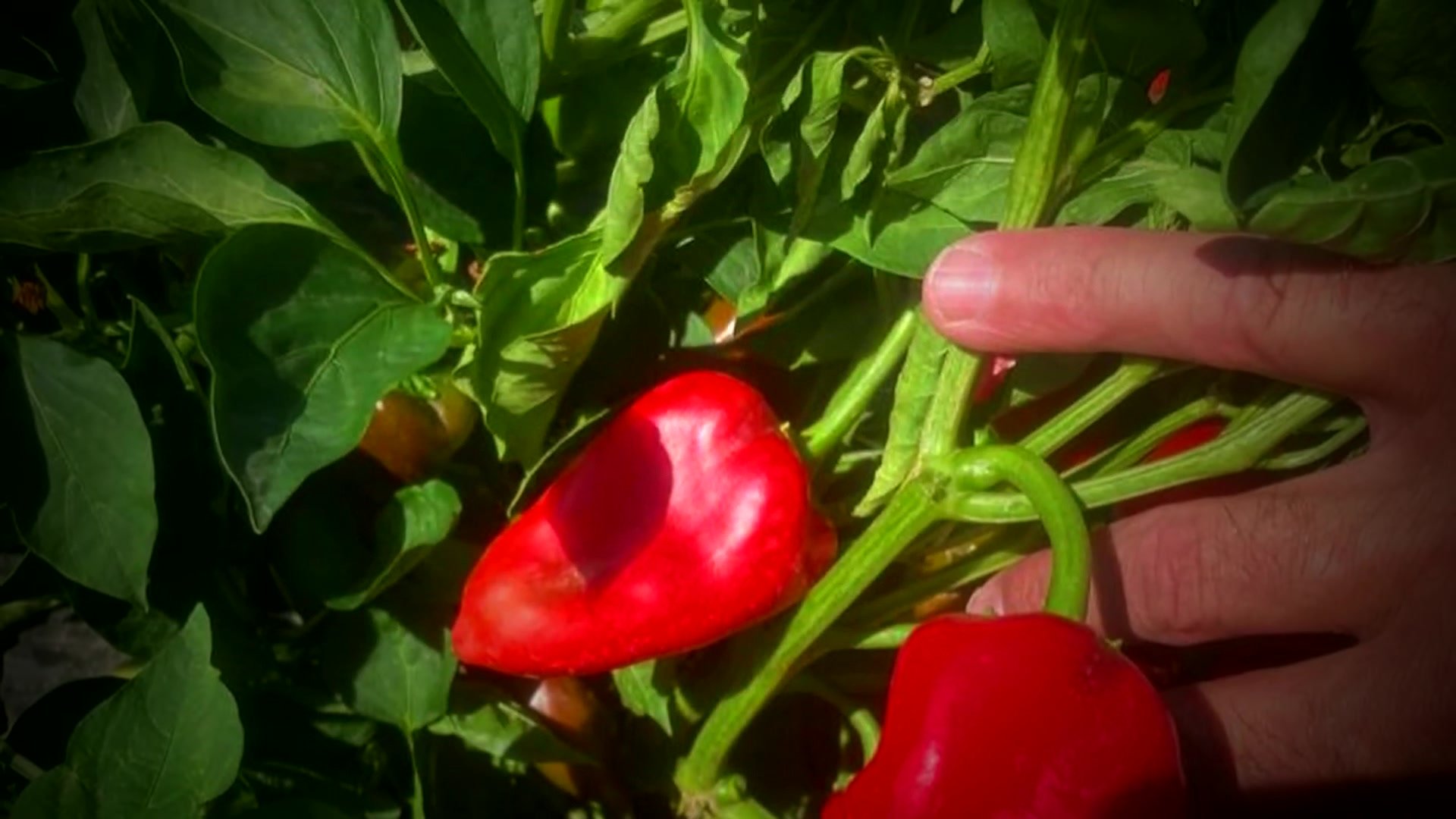 Mano sosteniendo un pimiento del piquillo recién cogido en la planta — Lodosa, Navarra