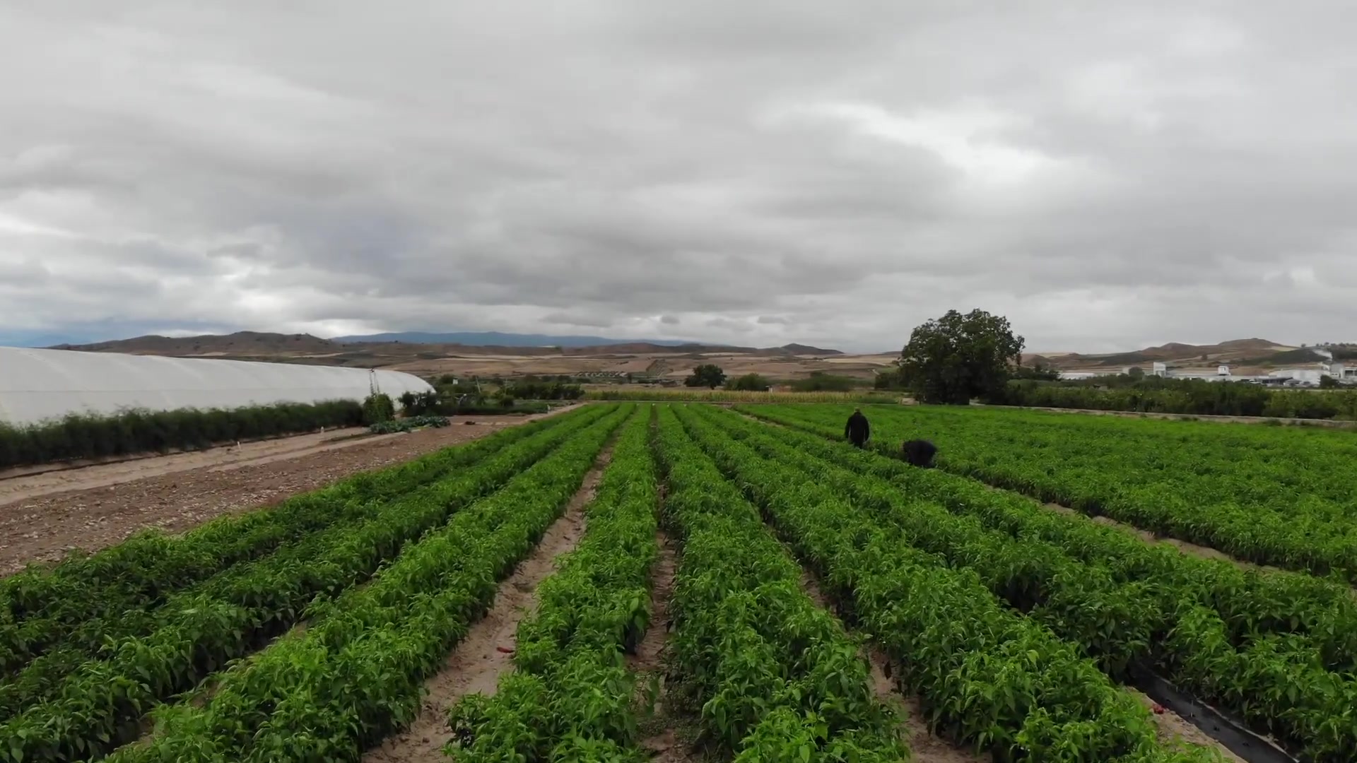 Vista aérea de cultivos en Navarra — huertas propias Conservas Osés